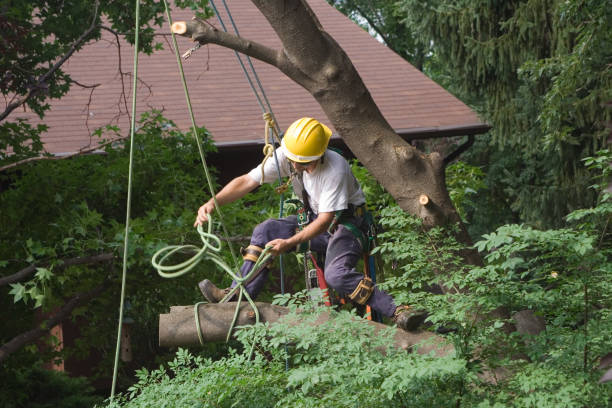  Lexington, MI Tree Care Pros