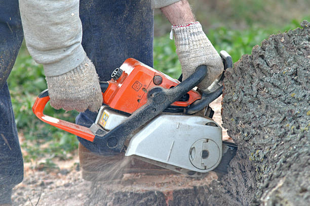 Lexington, MI Tree Care Company